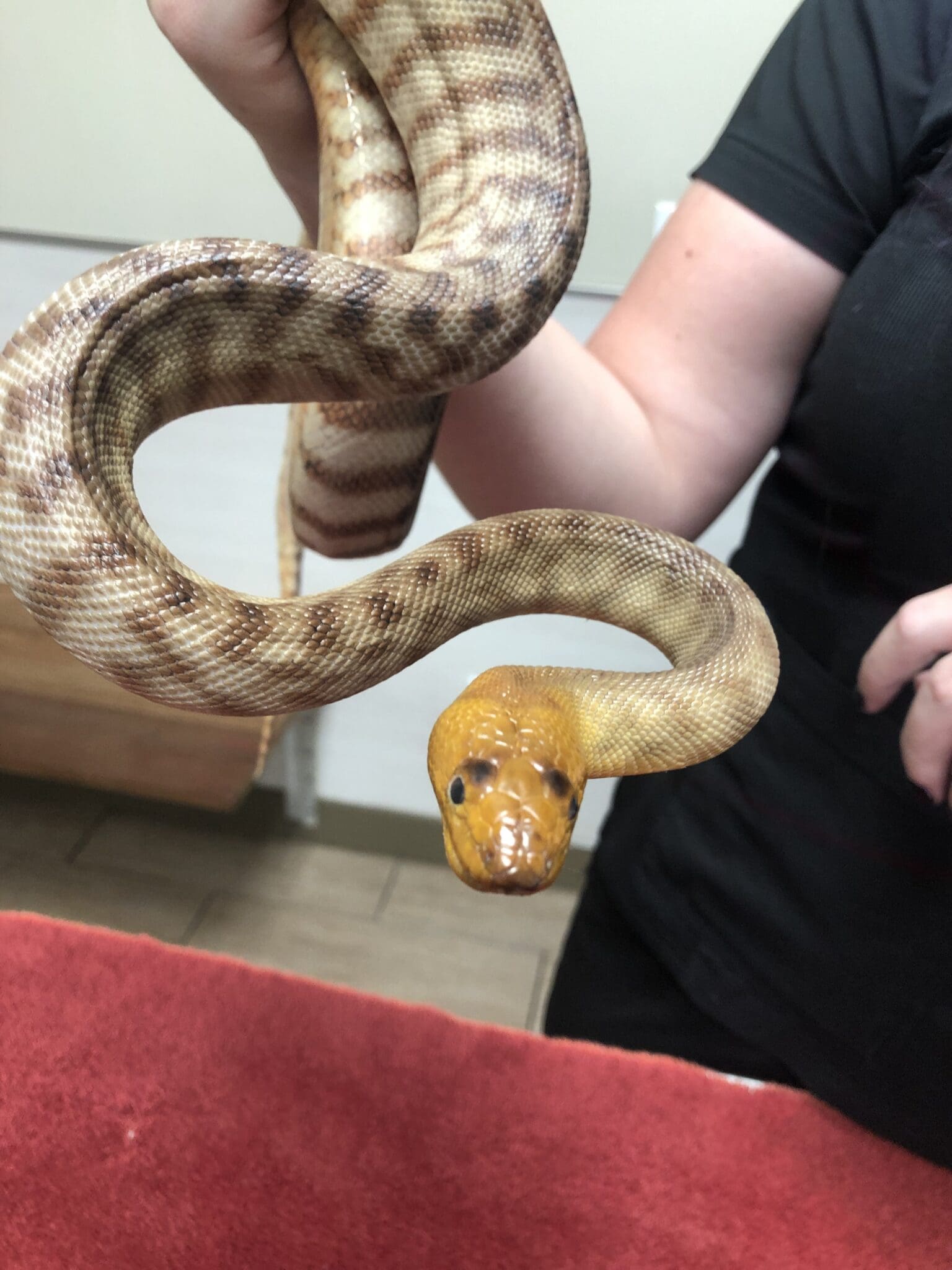 Why Isn’t My Snake Eating?