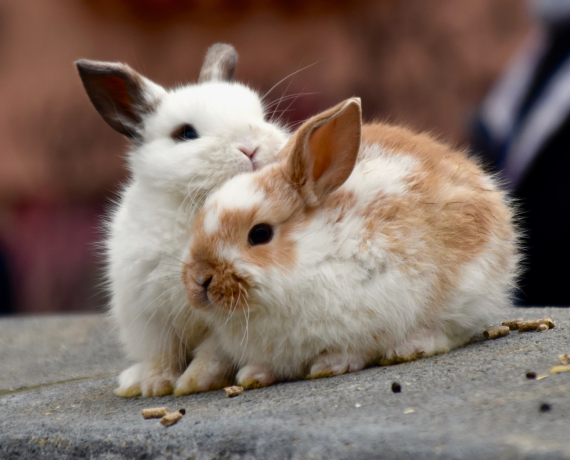 Exotic Pet Grooming
