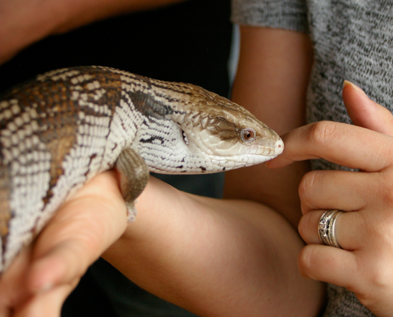 Lizards